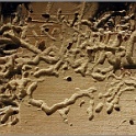 d01 woodys-artwork-1996  vergrösserter ausschnitt einer holzleiste mit frass-spuren von woody dem holzwurm