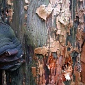 a DSCN0005-17-04-2005  museumsinsel hombroich 17.04.2004 ( auch an alten bäumen hat die natur kleine kunstwerke geschaffen ) : museumsinseln hombroich, die-wege-photo