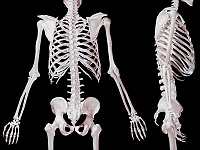 skelett hinten rechts  arbeitsaufwändige erstellung eines in ebenen zerlegbaren skeletts für videos und totentanz serien - photoshop 2008