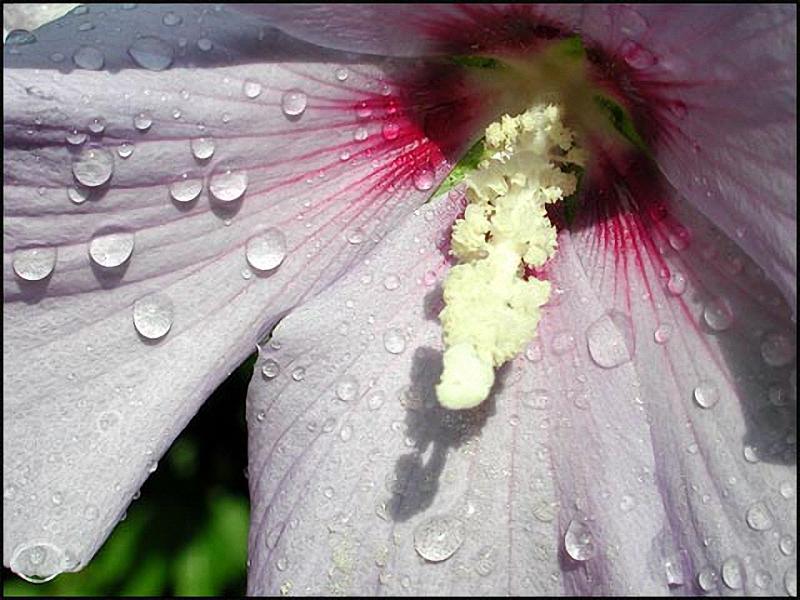 9228-hibiskus-flora