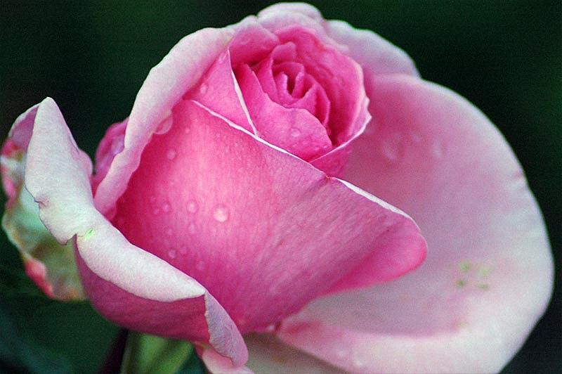 dsc 3393-rose-flora