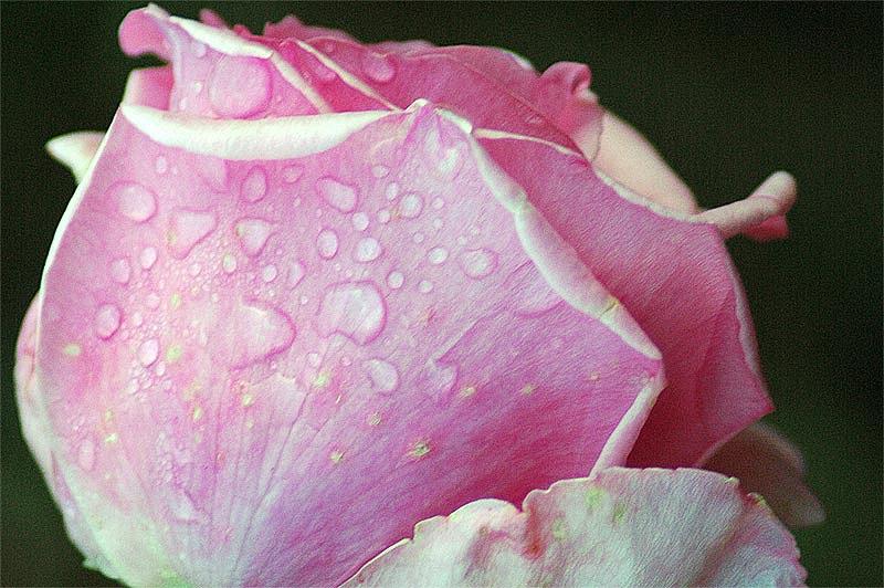 dsc 3395-rose-flora