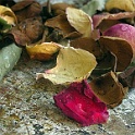 7635-morbid-roses  morbid flowers at home