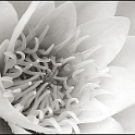 9165-seerose-flora