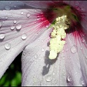 9228-hibiskus-flora.jpg