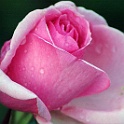 dsc_3393-rose-flora.jpg