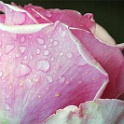 dsc_3395-rose-flora.jpg
