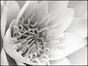 9165-seerose-flora