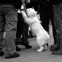 DSCN0411-3388  " lieber ein lebendiger hund, als ein toter löwe "  [H. HEINE] : dogs, dogcity