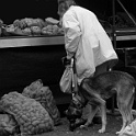 DSCN0771-2004-10-15  " lieber ein lebendiger hund, als ein toter löwe "  [H. HEINE] : dogs, dogcity