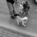 DSCN2129-1656x1242  " lieber ein lebendiger hund, als ein toter löwe "  [H. HEINE] : dogs, dogcity