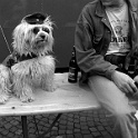 DSCN3273  " lieber ein lebendiger hund, als ein toter löwe "  [H. HEINE] : dogs, dogcity