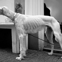 DSCN3280-2004-11-26  " lieber ein lebendiger hund, als ein toter löwe "  [H. HEINE] : dogs, dogcity