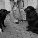 DSCN3397  " lieber ein lebendiger hund, als ein toter löwe "  [H. HEINE] : dogs, dogcity