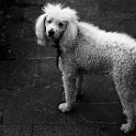 DSC 0696  " lieber ein lebendiger hund, als ein toter löwe "  [H. HEINE] : dogs, dogcity