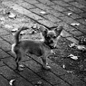 DSC 3853  " lieber ein lebendiger hund, als ein toter löwe "  [H. HEINE] : dogs, dogcity