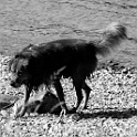 DSC 5080  " lieber ein lebendiger hund, als ein toter löwe "  [H. HEINE] : dogs, dogcity