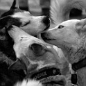 DSC 5917-husky  " lieber ein lebendiger hund, als ein toter löwe "  [H. HEINE] : dogs, dogcity