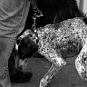 DSC 6288  " lieber ein lebendiger hund, als ein toter löwe "  [H. HEINE] : dogs, dogcity