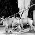 DSC 6470-15-07-2009  " lieber ein lebendiger hund, als ein toter löwe "  [H. HEINE] : dogs, dogcity