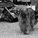 DSC 7306  " lieber ein lebendiger hund, als ein toter löwe "  [H. HEINE] : dogs, dogcity