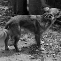 DSC 7312  " lieber ein lebendiger hund, als ein toter löwe "  [H. HEINE] : dogs, dogcity
