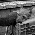 dscn4147  " lieber ein lebendiger hund, als ein toter löwe "  [H. HEINE] : dogs, dogcity