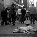 dscn5841  " lieber ein lebendiger hund, als ein toter löwe "  [H. HEINE] : dogs, dogcity