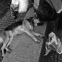 dscn5875  " lieber ein lebendiger hund, als ein toter löwe "  [H. HEINE] : dogs, dogcity