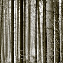 DSC 0502-2007-03-30  sammlung bäume berlin ost grüner norden mühlenbeck : die-wege-photo, mühlenbeck, berlin ost grüner noden, sammlung bäume