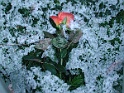 rose am grab von Willy Millowitsch - 2003-02-02