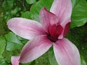 die magnolie ist eine der ältesten blüten