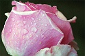 dsc_3395-rose-flora